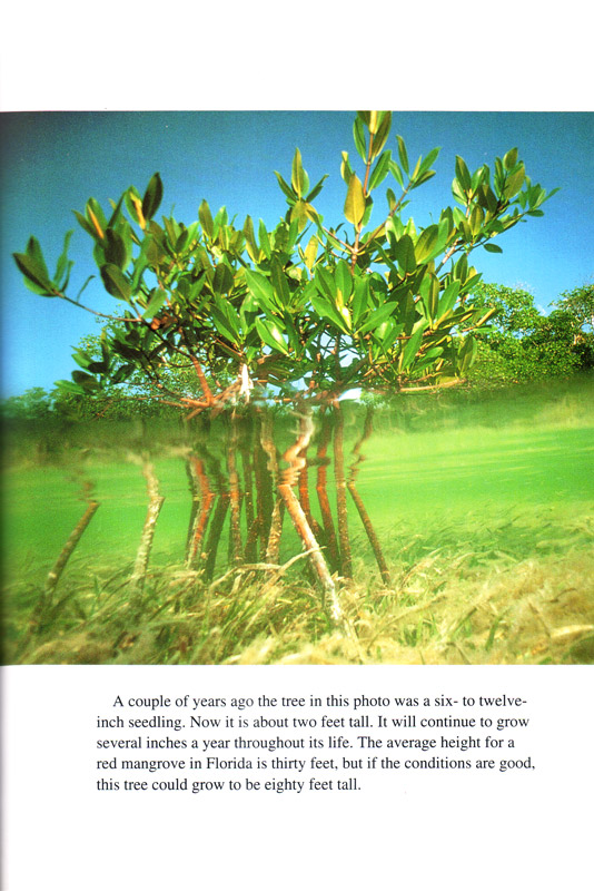 mangrove wilderness